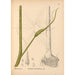 Plantas medicinales Pl067 - Charles Frederick Millspaugh — vista de la obra