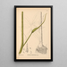 Plantas medicinales Pl067 - Charles Frederick Millspaugh — cuadro enmarcado en la pared