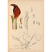Reproduction of the painting Medicinal Plants Pl068 - Charles Frederick Millspaugh