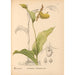 Plantas medicinales Pl069 - Charles Frederick Millspaugh — vista de la obra