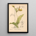 Plantas medicinales Pl069 - Charles Frederick Millspaugh — cuadro enmarcado en la pared