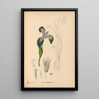Charles Frederick Millspaugh - Medicinal Plants Pl072.webp