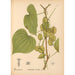 Plantas medicinales Pl073 - Charles Frederick Millspaugh — vista de la obra