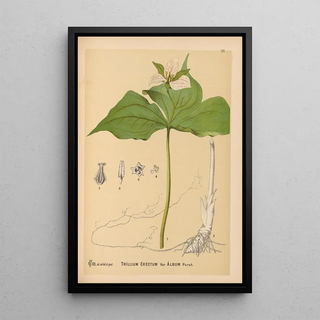 Charles Frederick Millspaugh - Medicinal Plants Pl074.webp