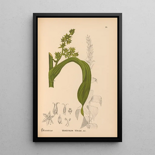 Charles Frederick Millspaugh - Medicinal Plants Pl075.webp