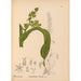 Reproduction of the painting Medicinal plants Pl075 - Charles Frederick Millspaugh