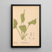 Reproduction of the painting Medicinal Plants Pl077 - Charles Frederick Millspaugh