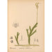 Medicinal plants Pl080 - Charles Frederick Millspaugh — artwork view