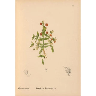 Charles Frederick Millspaugh - Medicinal Plants Pl081.webp