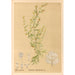 Plantas medicinales Pl082 - Charles Frederick Millspaugh — vista de la obra