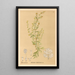 Plantas medicinales Pl082 - Charles Frederick Millspaugh — cuadro enmarcado en la pared