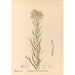 Reproducción del cuadro Plantas medicinales Pl083 - Charles Frederick Millspaugh