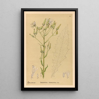 Charles Frederick Millspaugh - Medicinal Plants Pl084.webp