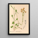 Medicinal plants Pl085 - Charles Frederick Millspaugh — framed artwork on a wall
