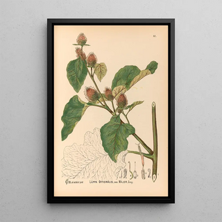 Charles Frederick Millspaugh - Medicinal Plants Pl086.webp
