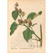 Reproducción del cuadro Plantas medicinales Pl086 - Charles Frederick Millspaugh