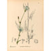 Medicinal Plants Pl087 - Charles Frederick Millspaugh — artwork view