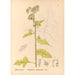 Reproducción del cuadro Plantas medicinales Pl088 - Charles Frederick Millspaugh
