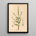 Medicinal Plants Pl093 - Charles Frederick Millspaugh — framed artwork on a wall