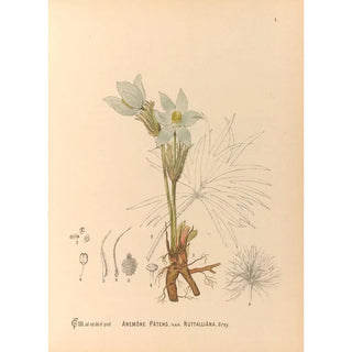 Charles Frederick Millspaugh - Medicinal Plants Pl094.webp