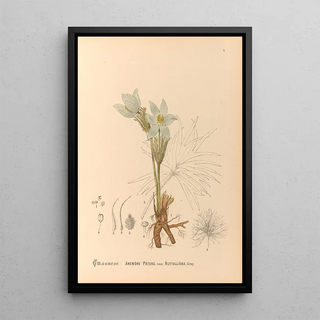 Charles Frederick Millspaugh - Medicinal Plants Pl094.webp