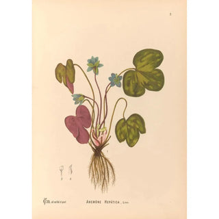 Charles Frederick Millspaugh - Medicinal Plants Pl095.webp