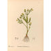 Medicinal Plants Pl096 - Charles Frederick Millspaugh — artwork view