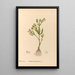 Medicinal Plants Pl096 - Charles Frederick Millspaugh — framed artwork on a wall