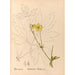 Reproducción del cuadro Plantas medicinales Pl097 - Charles Frederick Millspaugh