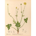Plantas medicinales Pl098 - Charles Frederick Millspaugh — vista de la obra