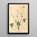 Plantas medicinales Pl098 - Charles Frederick Millspaugh — cuadro enmarcado en la pared