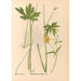 Reproducción del cuadro Plantas medicinales Pl099 - Charles Frederick Millspaugh