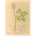 Medicinal Plants Pl103 - Charles Frederick Millspaugh — artwork view