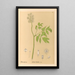Medicinal Plants Pl103 - Charles Frederick Millspaugh — framed artwork on a wall