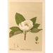 Reproduction of the painting Medicinal Plants Painting Pl105 - Charles Frederick Millspaugh