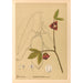 Plantas medicinales Pl106 - Charles Frederick Millspaugh — vista de la obra