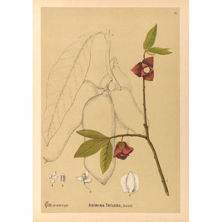 Charles Frederick Millspaugh - Medicinal Plants Pl106.webp