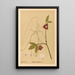 Plantas medicinales Pl106 - Charles Frederick Millspaugh — cuadro enmarcado en la pared