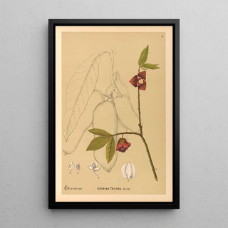 Charles Frederick Millspaugh - Medicinal Plants Pl106.webp