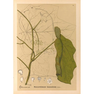Charles Frederick Millspaugh - Medicinal Plants Pl107.webp