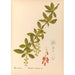 Medicinal Plants Pl108 - Charles Frederick Millspaugh — artwork view