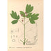 Reproducción del cuadro Plantas medicinales Pl109 - Charles Frederick Millspaugh