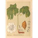 Plantas medicinales Pl110 - Charles Frederick Millspaugh — vista de la obra