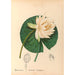 Reproduction of the painting Medicinal Plants Pl111 - Charles Frederick Millspaugh