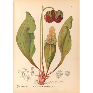 Charles Frederick Millspaugh - Medicinal Plants Pl112.webp