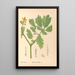 Reproduction of the painting Medicinal Plants Pl114 - Charles Frederick Millspaugh