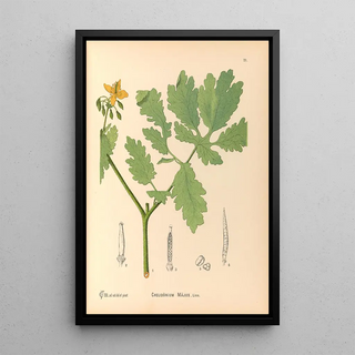Charles Frederick Millspaugh - Medicinal Plants Pl114.webp