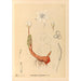 Medicinal Plants Pl115 - Charles Frederick Millspaugh — artwork view