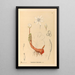 Medicinal Plants Pl115 - Charles Frederick Millspaugh — framed artwork on a wall