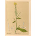 Reproducción del cuadro Plantas medicinales Pl116 - Charles Frederick Millspaugh